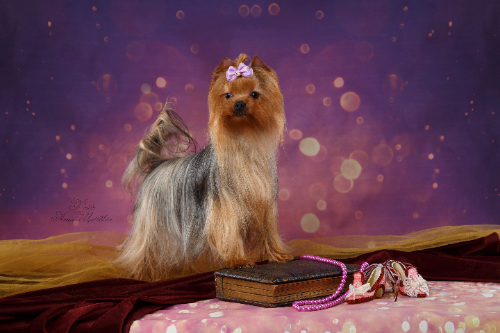 LESANZH SANTA-FE — Labaza DogPedigree YorkshireTerrier